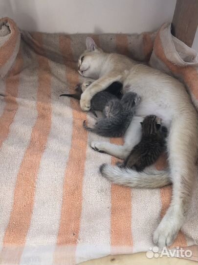 Бронь котята