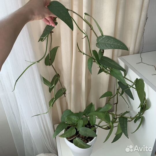 Эпипремнум, Сциндапсус, монстера