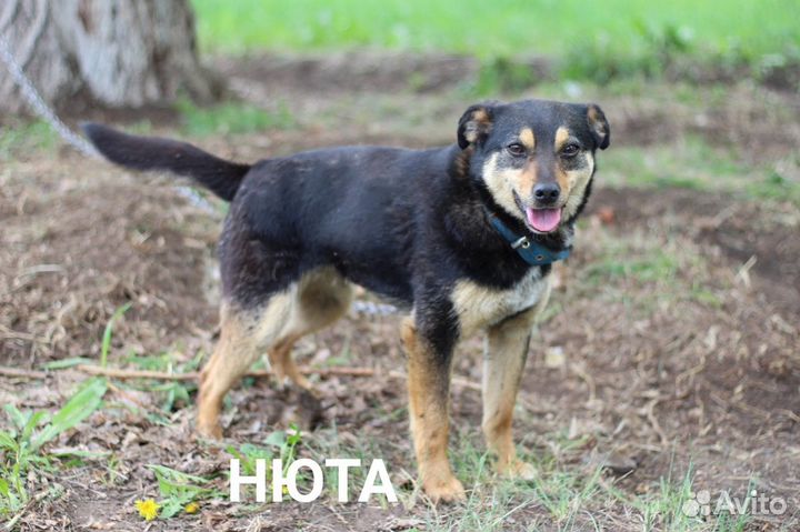 Собака в добрые руки