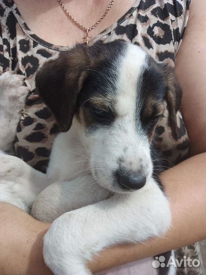 Щенки мальчики