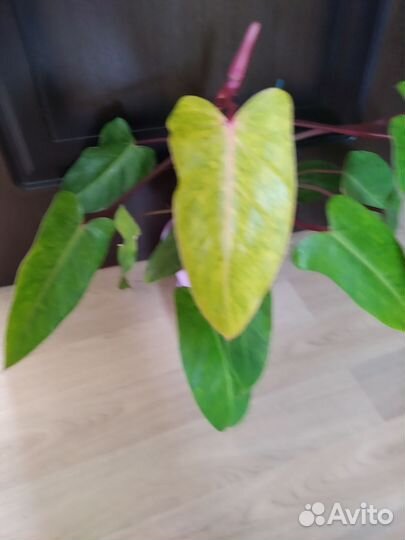 Филодендроны сортовые