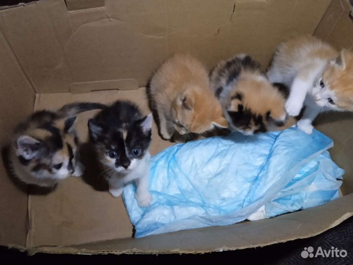 Котята