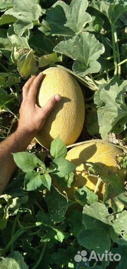 Дыня,голден