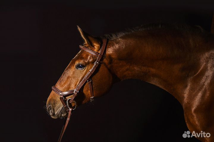 Анатомическая уздечка Миклема