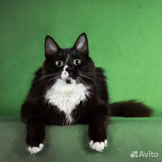 Черный пушистый котенок в дар