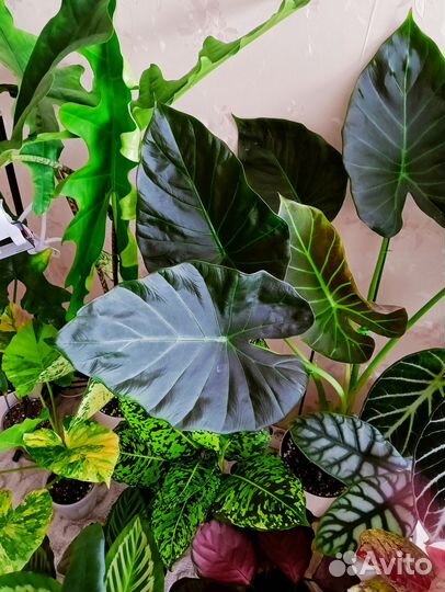 Алоказия Регал шилдс и Одора, клубни