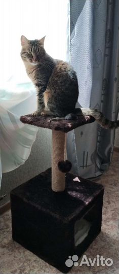 Кошка