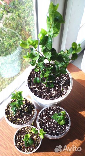 Фикусы Бенджамина Барокко 5 шт. Н 25, 7-10 см