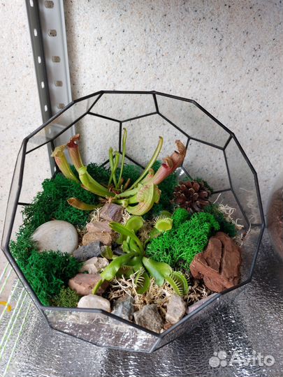 Флорариум с хищным растением