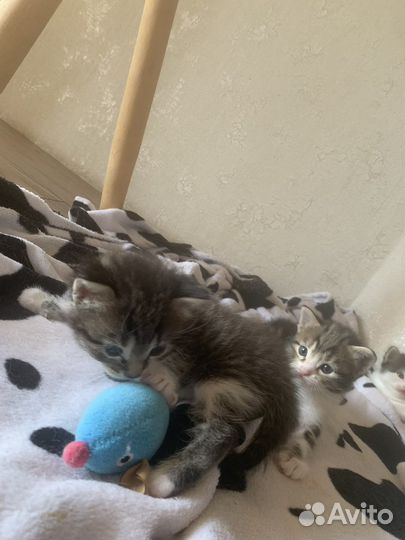 Котята в добрые руки бесплатно