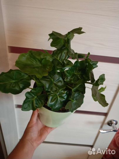 Филодендрон Атом