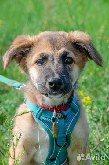 Собака Искра