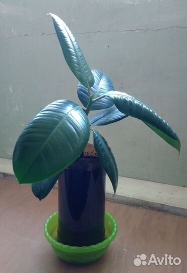 Фикус каучуконосный эластика