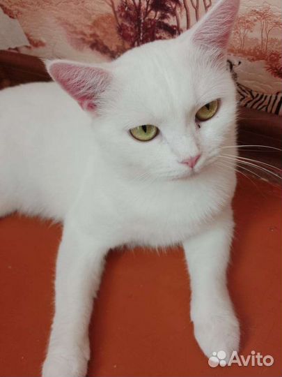 Кошка Джесс