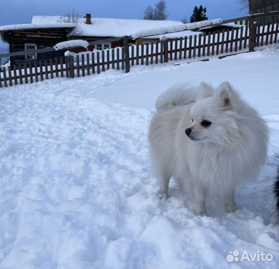 Продается Малый немецкий шпиц девочка