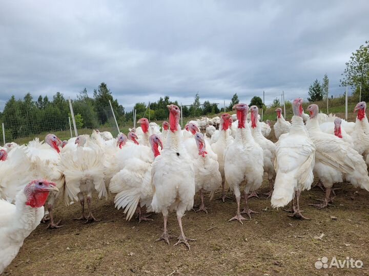 Индюки Биг -6