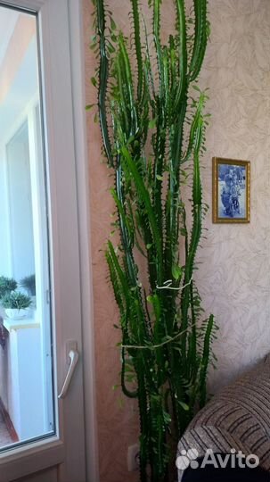 Продам молочай, растение для дома и офиса