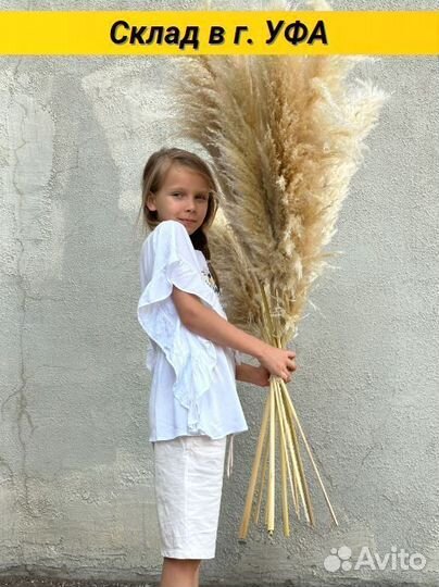 Сухоцветы Пампасная трава (кортадерия)