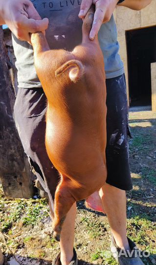 Поросята породы дюрок