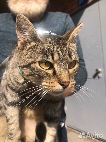 Кошка на счастье