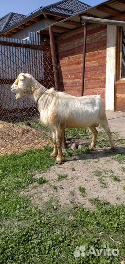 Козел Ламанча