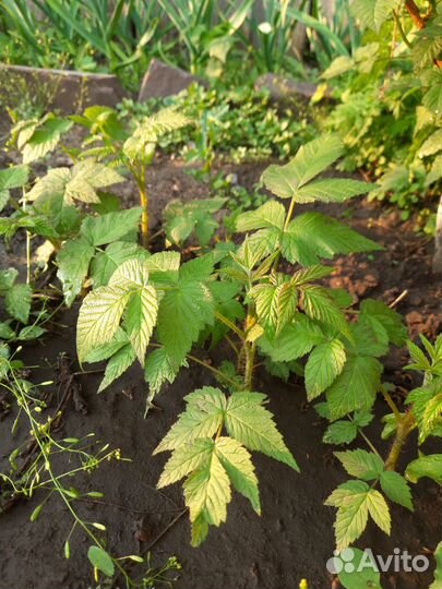 Рассада малины