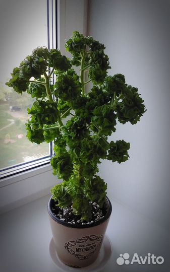 Пеларгония душистая