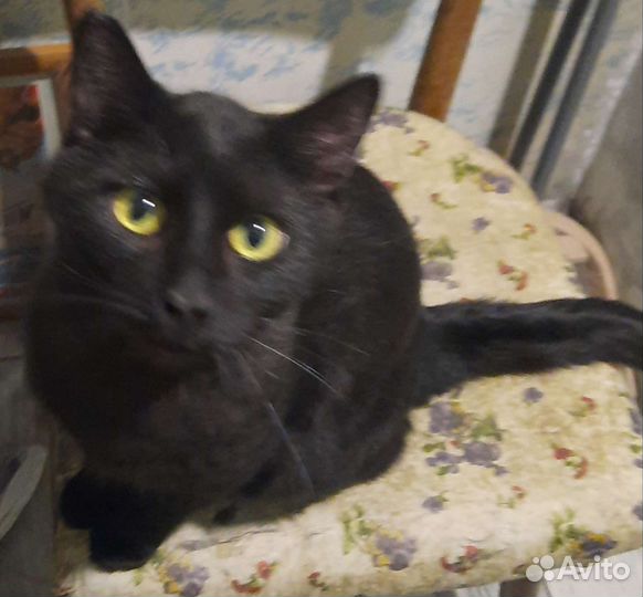 Замечательный черный котик на счастье