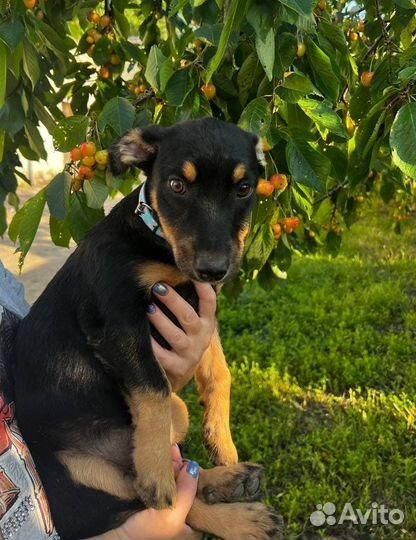 Чита 4 мес 25 см в холке