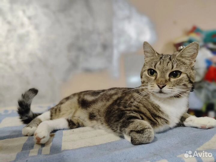 Кошки в добрые руки