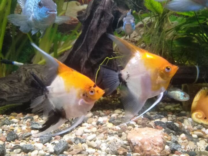 Рыбки скалярия кои