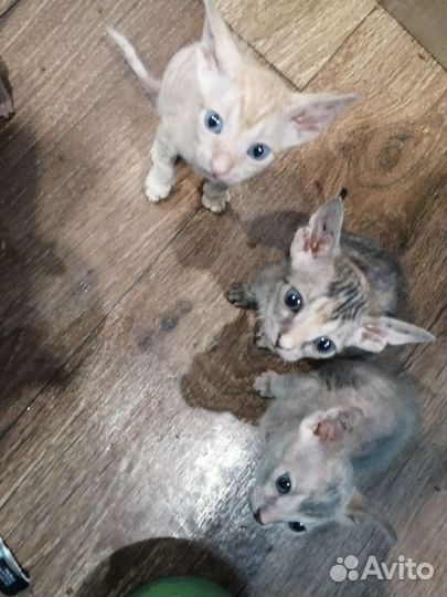 Котята сфинкс