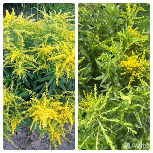 Многолетники садовые