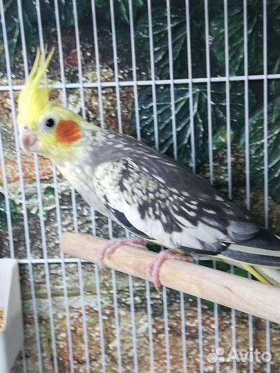 Попугай корелла птенцы, клетка