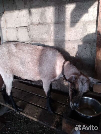 Коза дойная