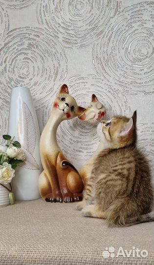 Хитрый шотландский лис в яркую полоску