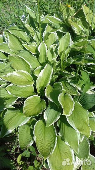 Хоста, бадан