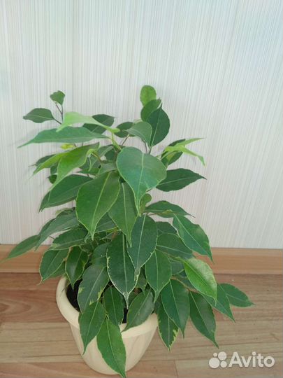 Фикус Бафт