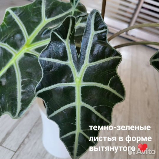 Алоказия полли alokasia polly 67 см в высоту