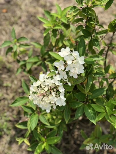 Черенки гортензии метельчатой
