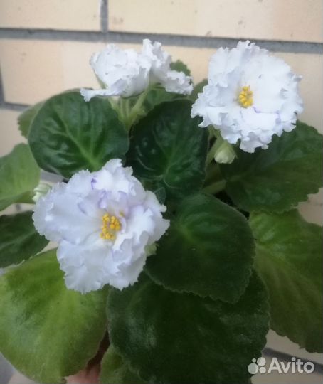 Фиалка молодая белая махровая, цветок