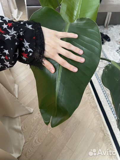 Стрелиция Николая