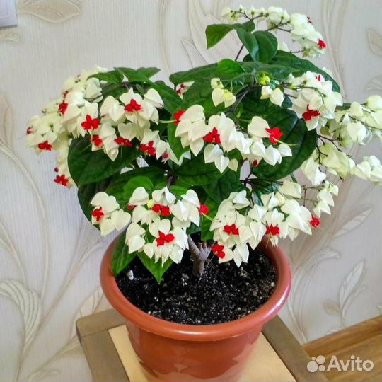 Клеродендрум томпсона