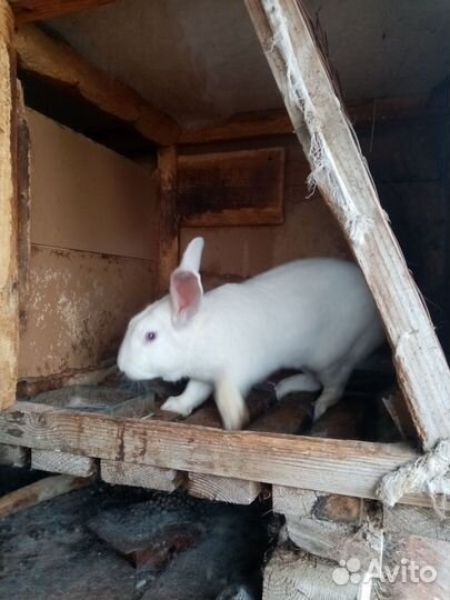 Мясо кролика цена за 1 кг