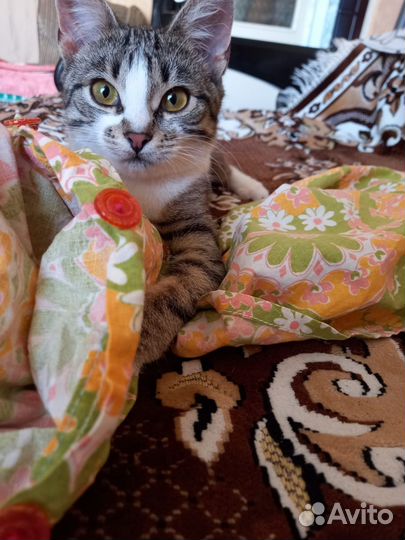 Кошечка в добрые руки