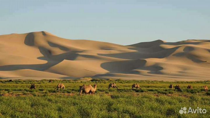 Туры в монголию