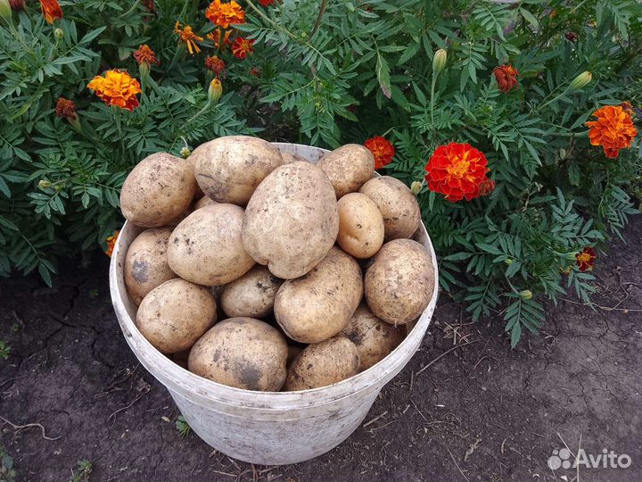 Продам картофель