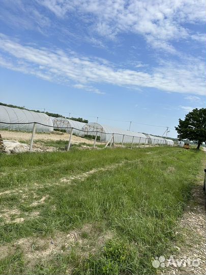 Клубничные поля