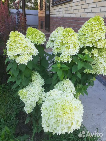 Гортензия ванилла фрайз и лайм лайт