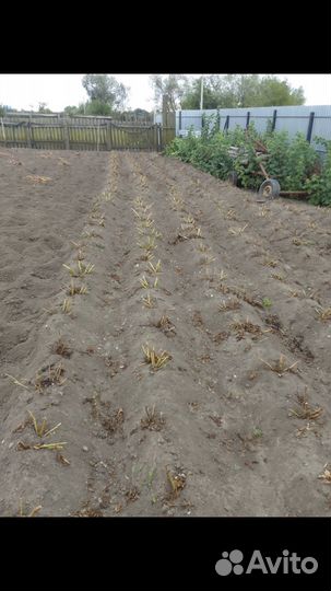 Крупный картоф